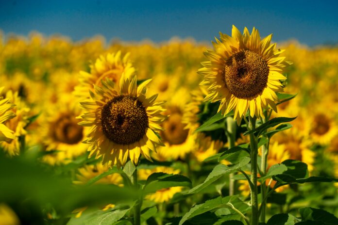 sunflower