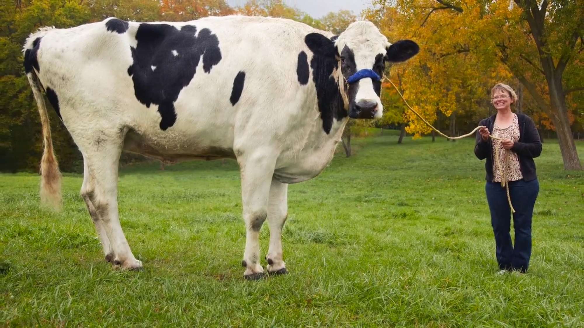 Сколько коров в мире. Корова блоссом. Самые большие коровы. Холмогорская корова.