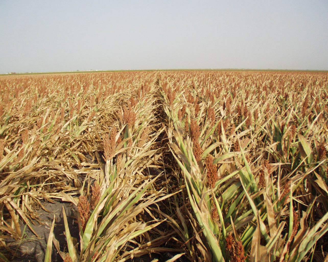Подумайте почему урожай на полях защищенных. Засуха. Урожай сельскохозяйственных культур. Засуха урожай. Засуха пшеница.
