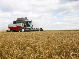 На Кубани вывели сорт пшеницы с рекордной урожайностью