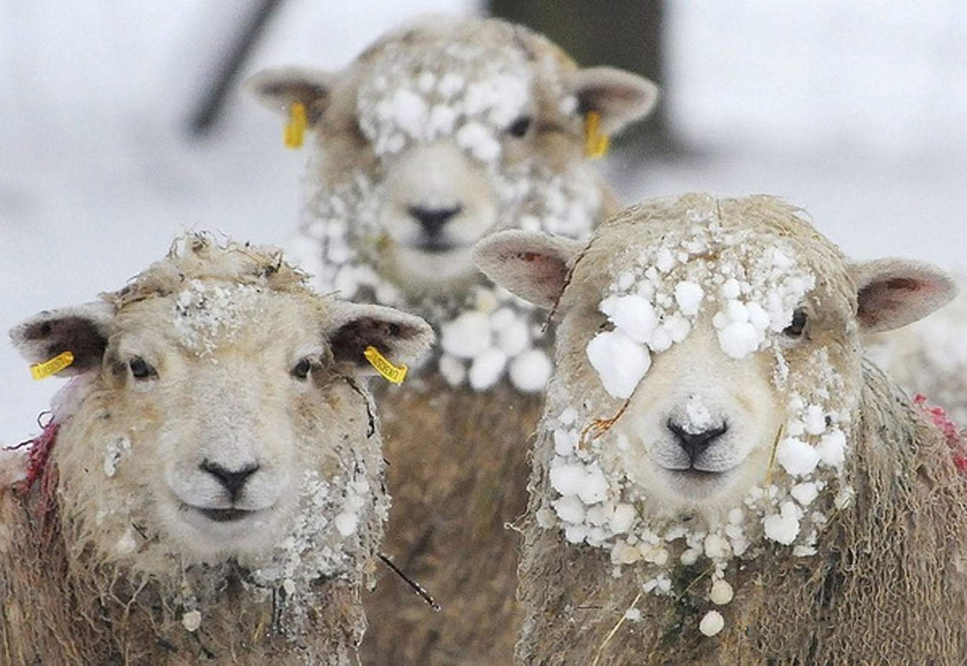 2015 года барана. Овечки. Овечки зимой. Три овечки. Смешная Овечка.