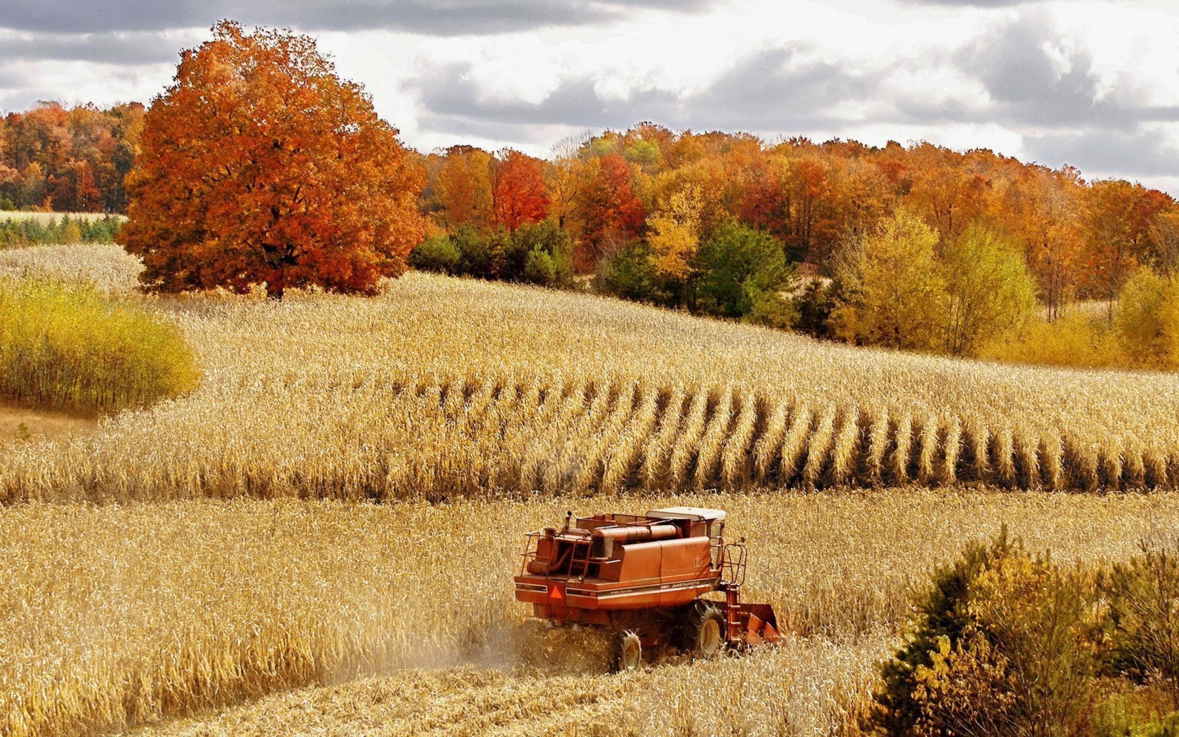 Сбор урожая осенью. Осеннее поле. Осень сбор урожая. Поле осенью. Поле осенью сельское хозяйство.