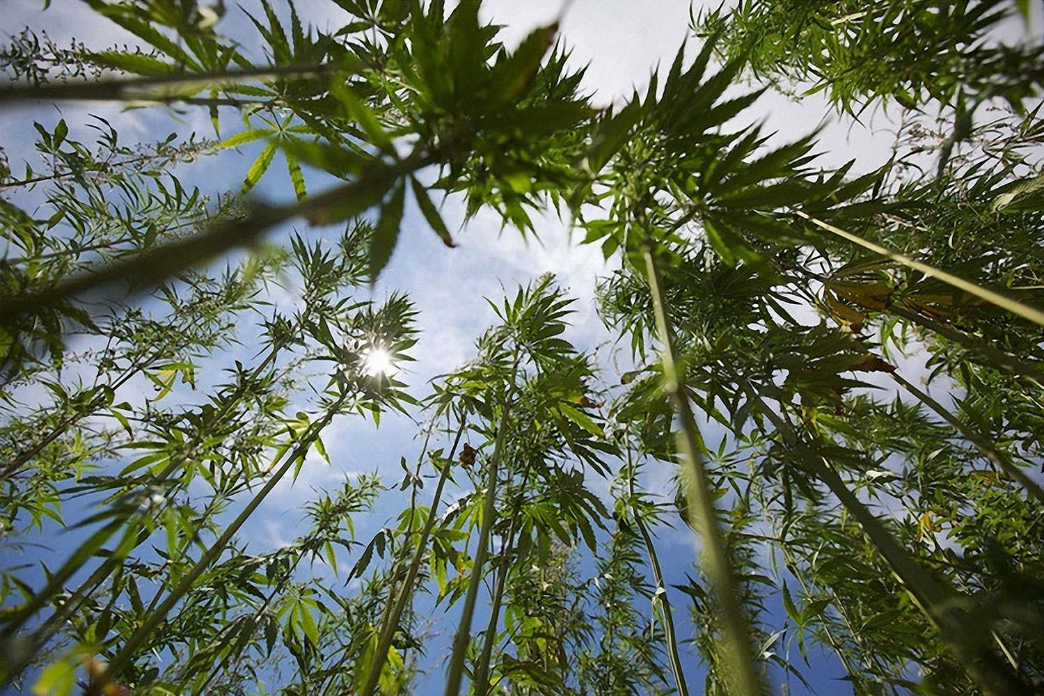 Растет ли в краснодаре марихуана похожие на коноплю растения фото