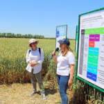 Татьяна Гагкаева и Анна Гофман рассказали про систему защиты озимой пшеницы