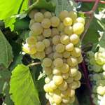 Виноград под защитой «Августа»