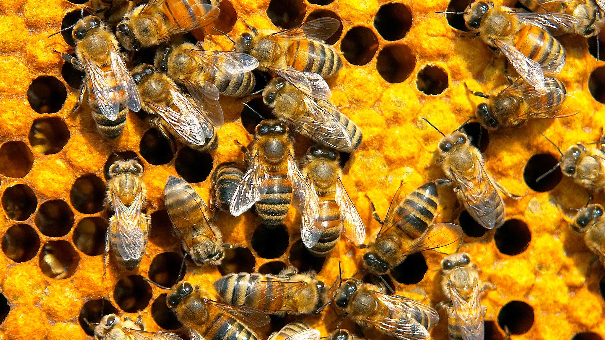Мед пчелы пасека