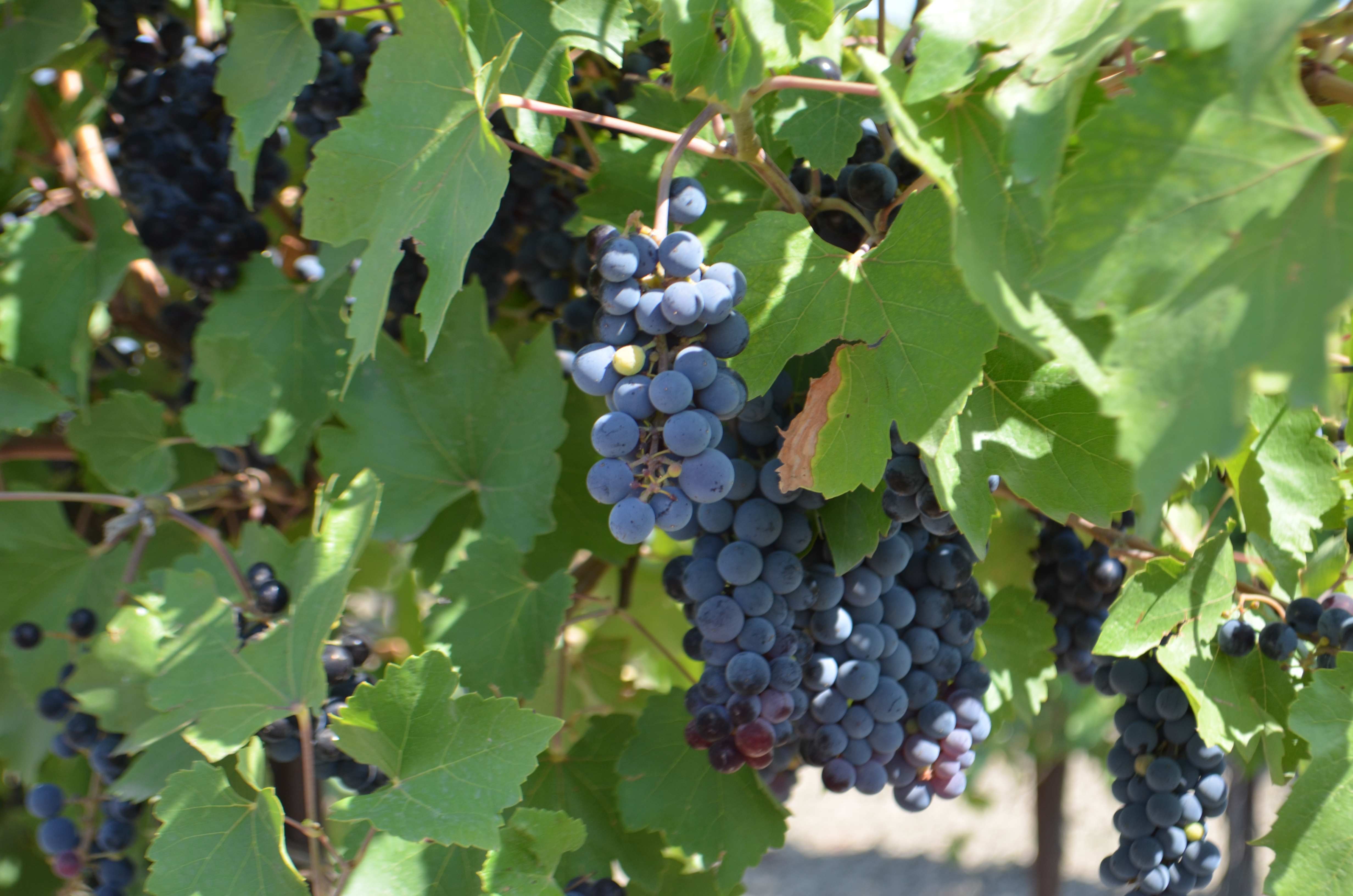 На Ставрополье собрано более 20 тысяч тонн винограда • APK-news.ru