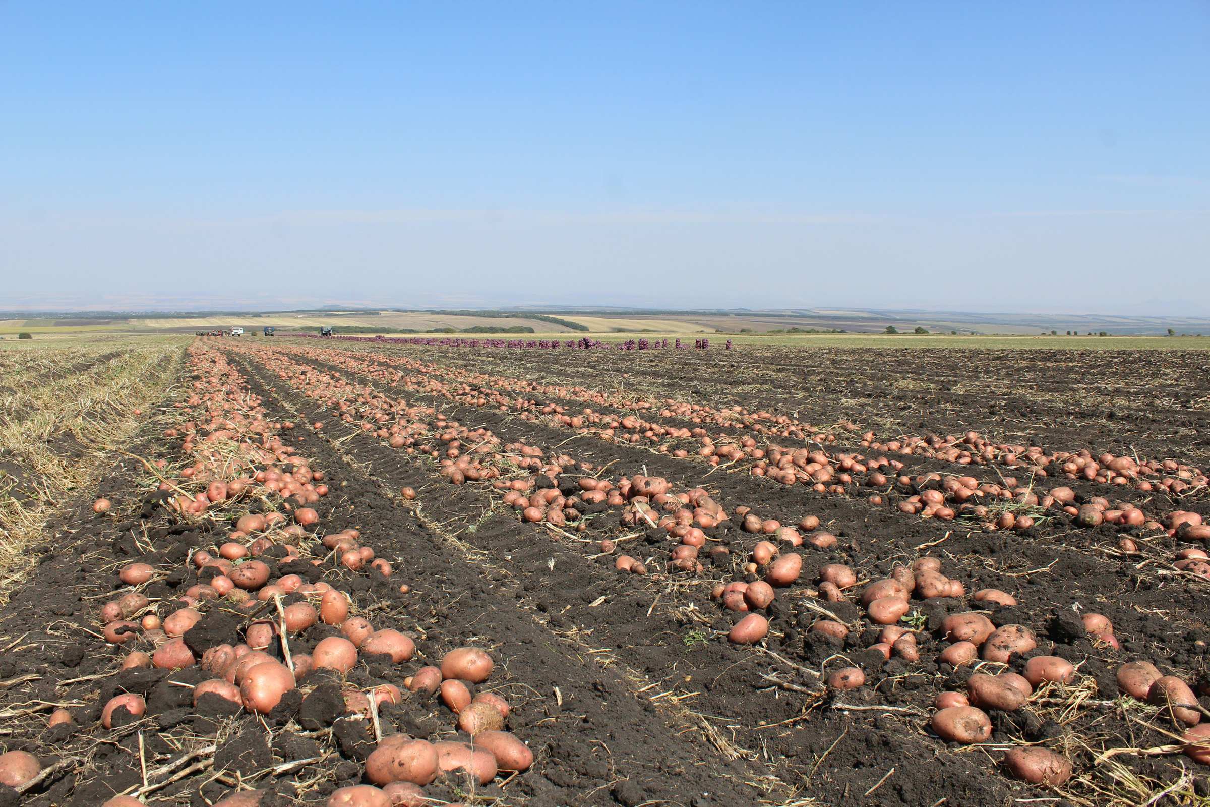 Фермерское хозяйство картофель