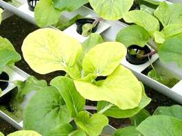 Недостаток серы в питании растений способствует ухудшению поглощения азота, фосфора и калия