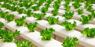 Разрушаем стереотипы о комплексных водорастворимых удобрениях в защищённом грунте