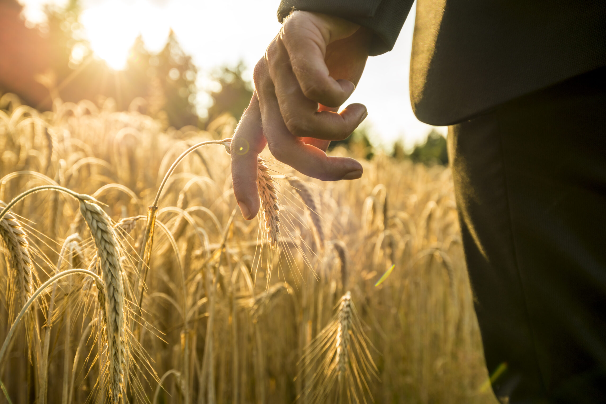 Продвижение сельского хозяйства. Сельское хозяйство. Сельское хозяйство пшеница. Сельское хозяйство аграрный сектор. Урожай зерна.