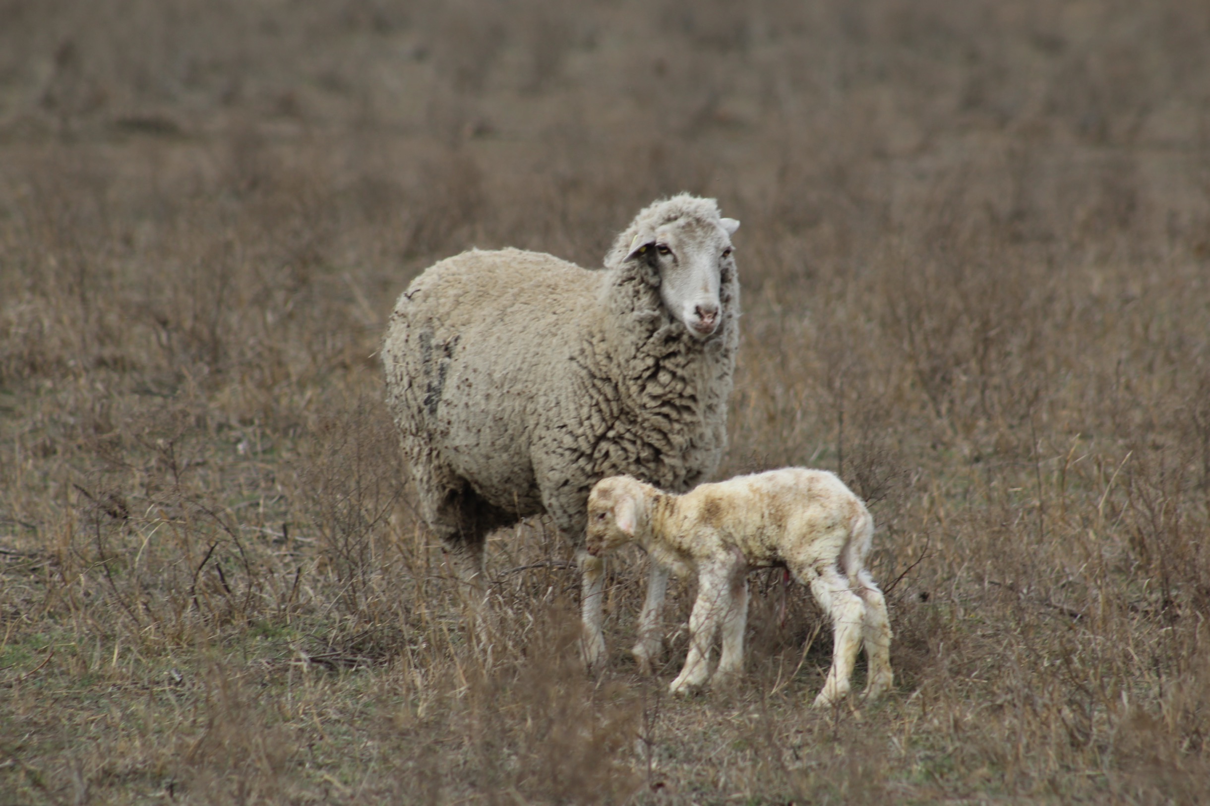 Овис овца. Хиосская овца. Овца шебутная. Овцы лакон. Цвет шерсти овец