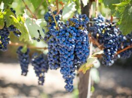 grape