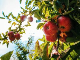 apples
