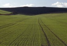 Озимая тритикале в севооборотах и ресурсосберегающем земледелии набирает огромную популярность в США