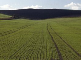 Озимая тритикале в севооборотах и ресурсосберегающем земледелии набирает огромную популярность в США