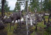 Эвенкийская порода северных оленей оказалась под угрозой исчезновения