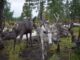 Эвенкийская порода северных оленей оказалась под угрозой исчезновения