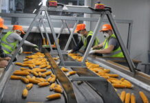 Адыгея в 2026 году направит более 200 млн руб. на поддержку малого агробизнеса