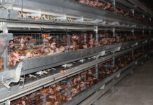 Более 4 млн птиц уничтожили в Польше с начала года из-за гриппа