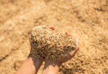 Экспорт зерна из России растет, несмотря на геополитические риски