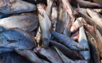 Выручка рыбохозяйственных предприятий впервые превысила триллион рублей