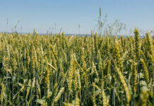 РСХН: Россия с начала года увеличила экспорт пшеницы на 63%