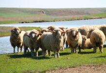 Минсельхоз направит сотрудников в Дагестан для эпизоотического контроля