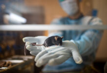 Новосибирский техуниверситет открыл виварий для доклинических исследований