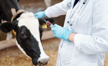 СПбГАУ совместно с ветслужбой открывает кафедру ветеринарии