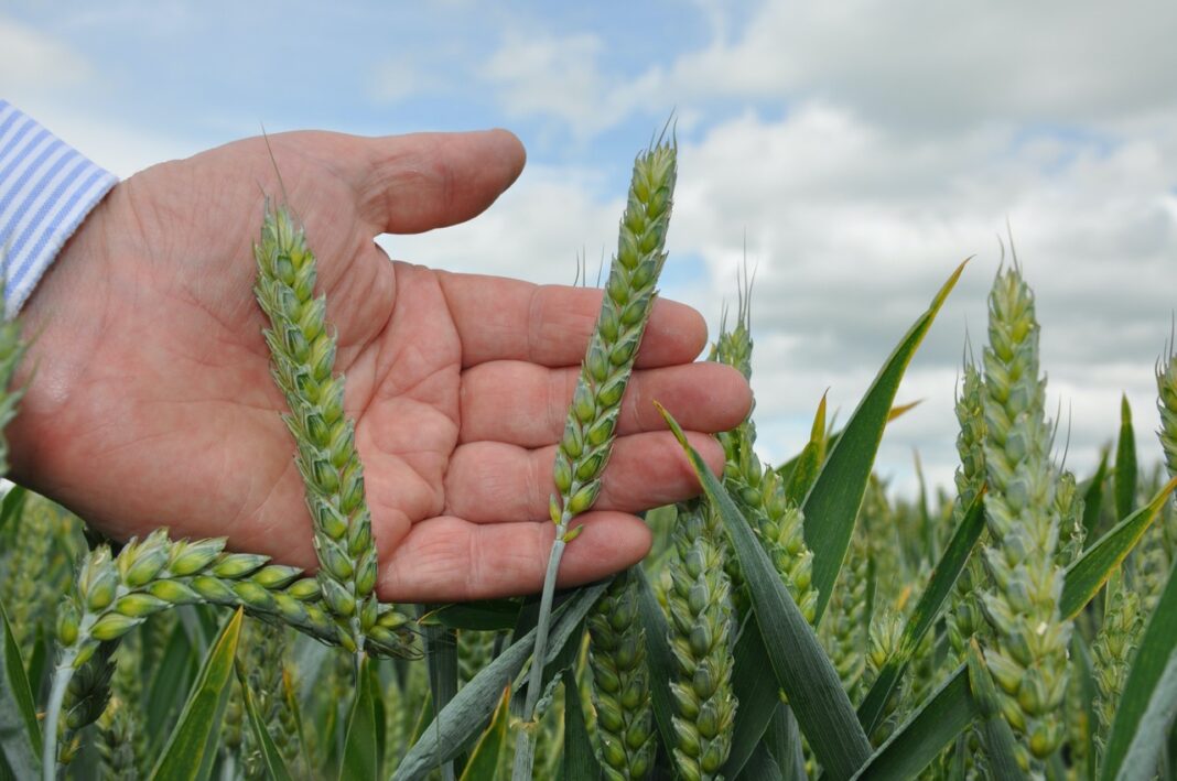 +8 wheat-image-volac Large
