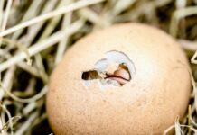 ИИ поможет определять пол цыплят еще до инкубации