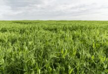 Аграрии не согласны с обязательным страхованием для льготных кредитов