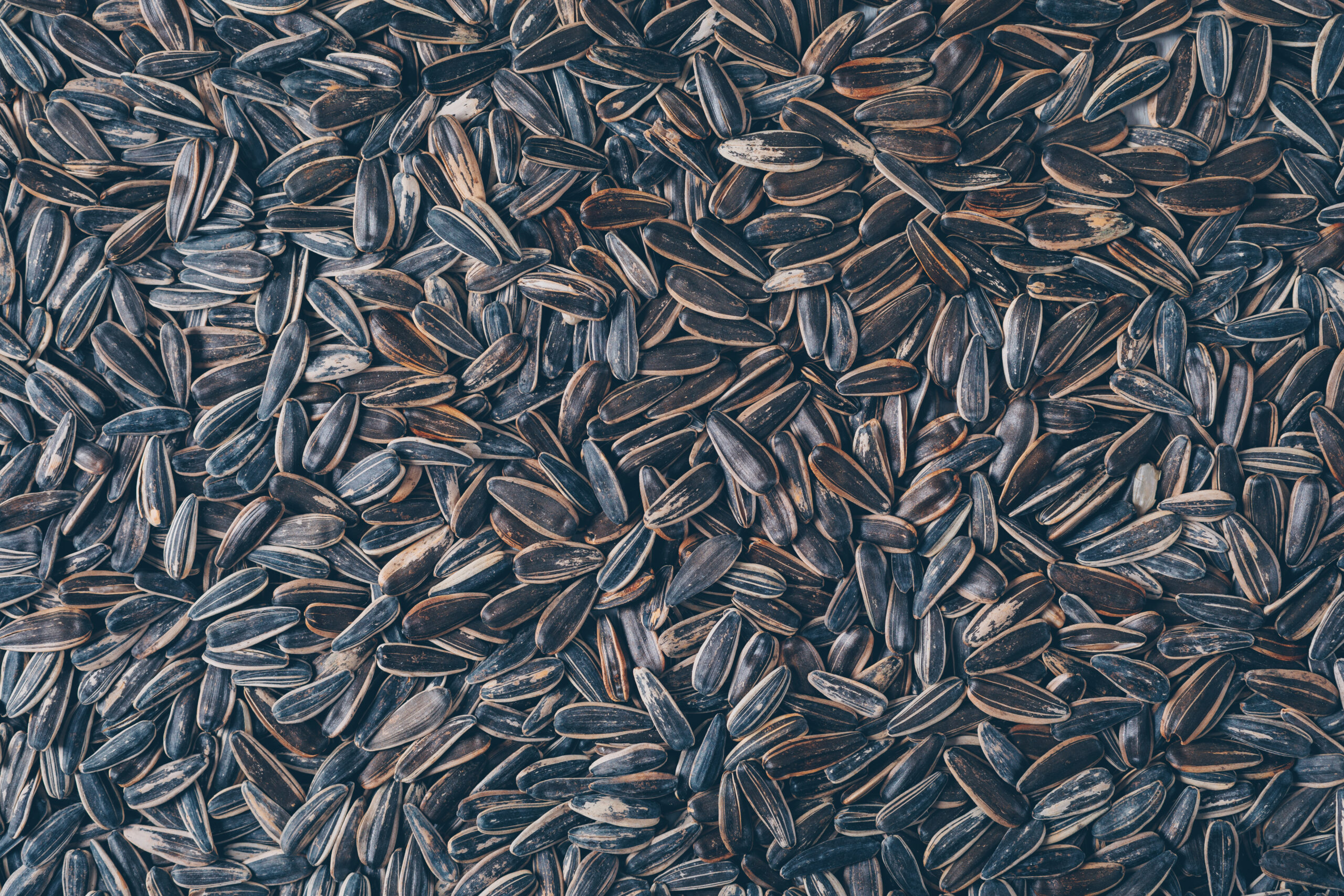 Top view black sunflower seeds . horizontal