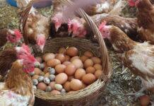 Импорт куриных яиц в Россию заметно снизился