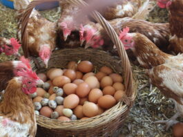 Импорт куриных яиц в Россию заметно снизился