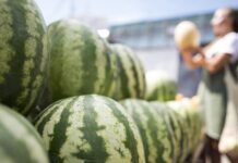 Небывалый урожай томатов и арбузов собрали в Астрахани