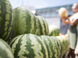 Небывалый урожай томатов и арбузов собрали в Астрахани